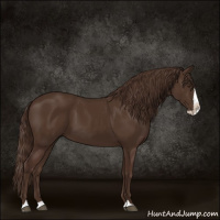 Horse Color:Liver Chestnut Splash 