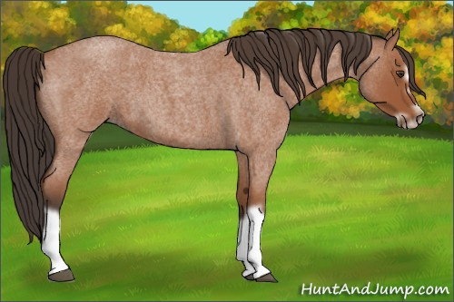 Horse Color:Bay Roan Splash Frame 