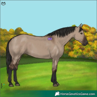 Horse Color:Liver Red Dun Rabicano 