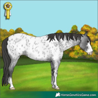Horse Color:Blue Roan Sabino Near Leopard 