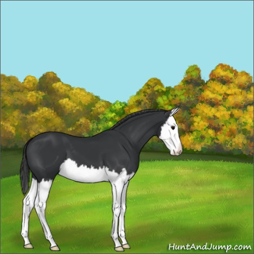 Horse Color:Black Splash