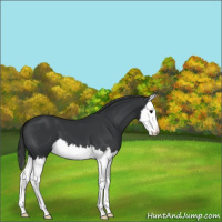 Horse Color:Black Splash 