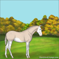 Horse Color:Perlino Splash 