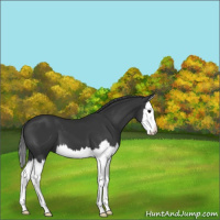 Horse Color:Black Splash 