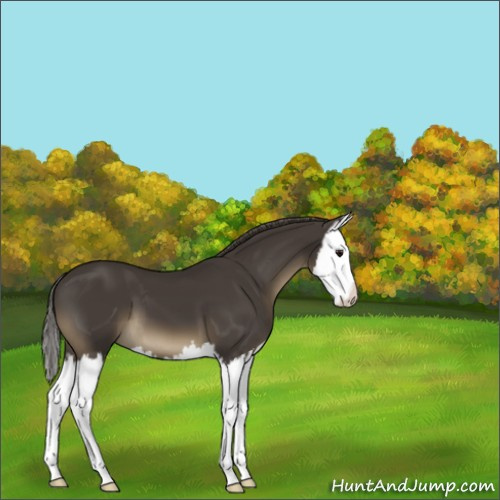 Horse Color:Smoky Black Splash 