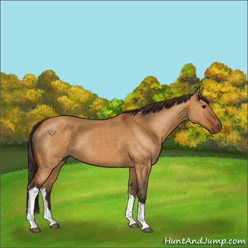 Horse Color:Unknown 