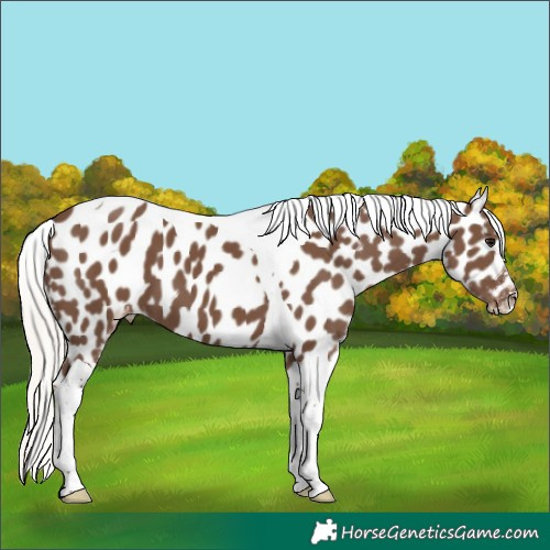 Horse Color:Silver Black Tobiano Near Leopard