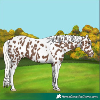 Horse Color:Silver Black Tobiano Near Leopard 