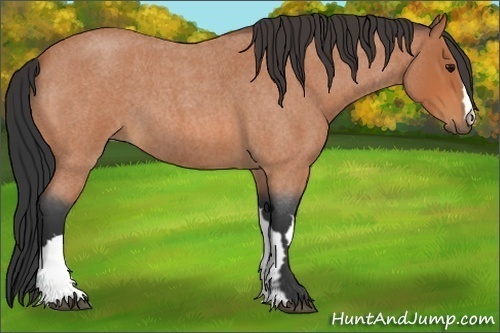 Horse Color:Bay Roan Frame 