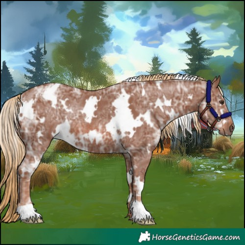 Horse Color:White Spotted Chestnut Ice Rabicano