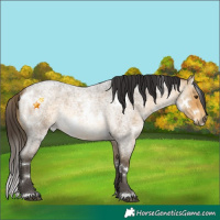 Horse Color:White Spotted Buckskin Roan Mushroom
