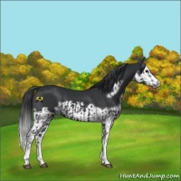 Horse Color:Black Splash Frame  and Black Splash Frame 