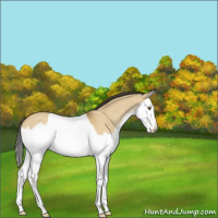 Horse Color:Buckskin Dun Splash