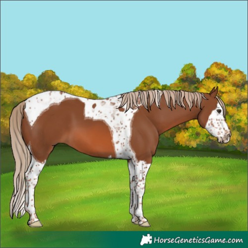 Horse Color:Chestnut Splash Tobiano 