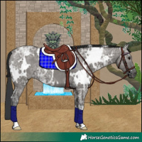 Horse Color:White Spotted Grullo Ice Rabicano