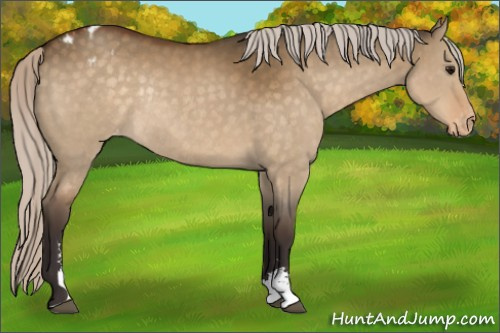 Horse Color:Silver Buckskin Dun Sabino Appaloosa Rabicano 