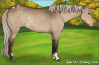Horse Color:Silver Buckskin Dun Sabino Appaloosa Rabicano 