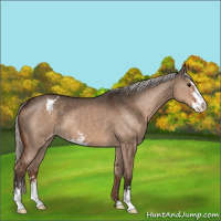 Horse Color:Silver Brown Dun Sabino Appaloosa 