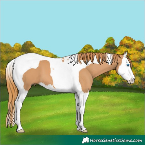Horse Color:Chestnut Splash Tobiano 
