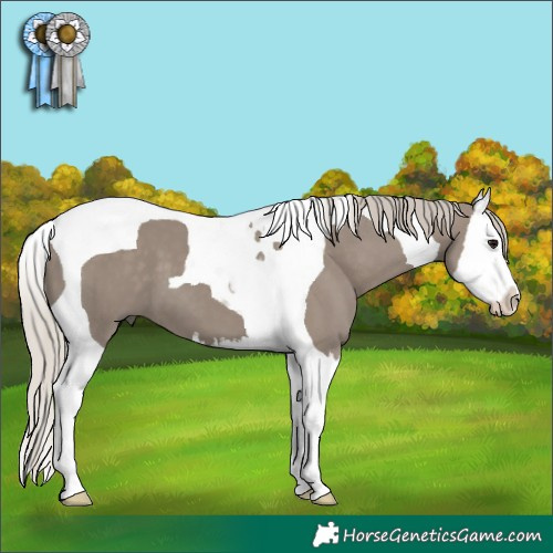 Horse Color:Silver Grullo Splash Tobiano 