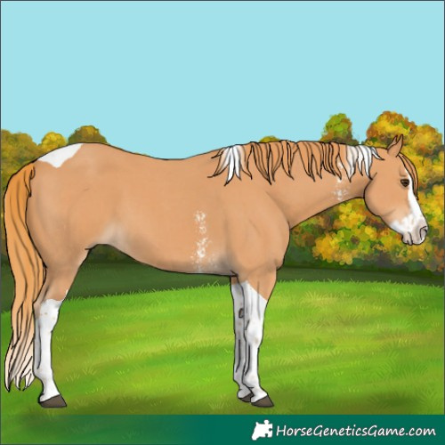 Horse Color:Chestnut Sabino Splash Tobiano 
