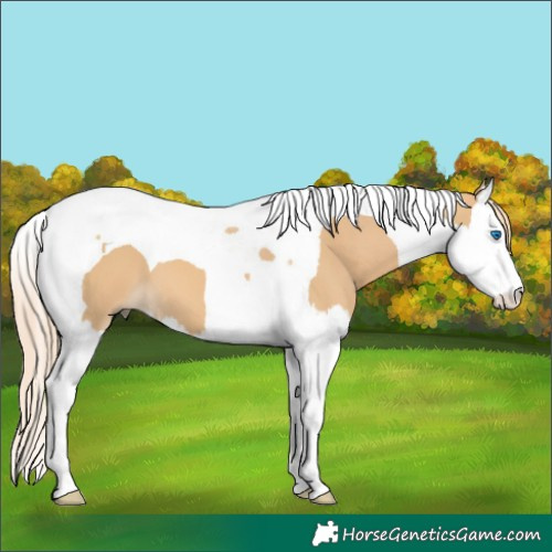 Horse Color:Red Dun Splash Tobiano 