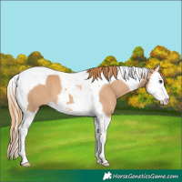 Horse Color:Chestnut Splash Tobiano 