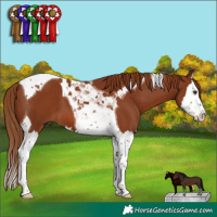 Horse Color:Chestnut Splash Tobiano