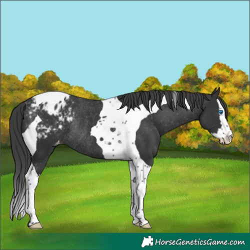Horse Color:Black Splash Tobiano Appaloosa Rabicano 