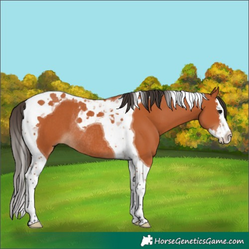 Horse Color:Bay Splash Tobiano Rabicano 