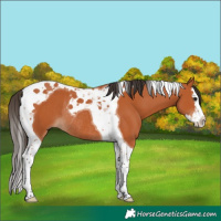 Horse Color:Bay Splash Tobiano Rabicano 