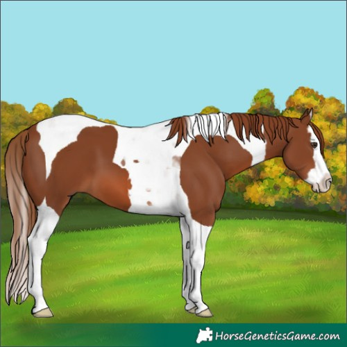 Horse Color:White Spotted Chestnut Splash Tobiano 