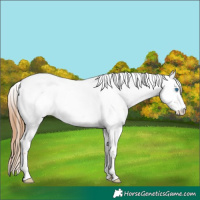 Horse Color:Red Dun Roan Splash Tobiano 