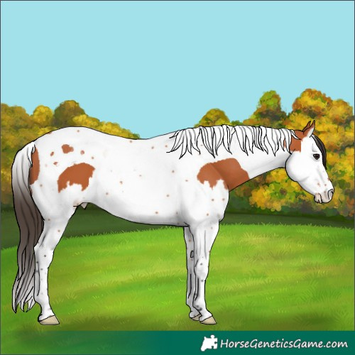 Horse Color:Bay Splash Tobiano 