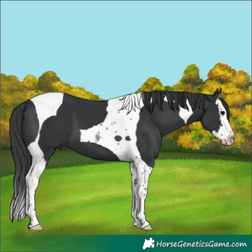 Horse Color:Black Splash Tobiano 