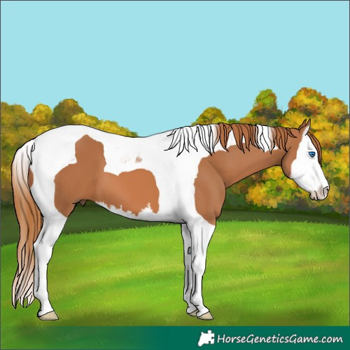 Horse Color:Chestnut Splash Tobiano 