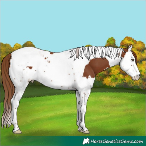 Horse Color:Chestnut Splash Tobiano 