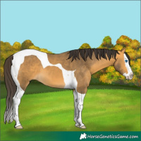 Horse Color:Buckskin Splash Tobiano 