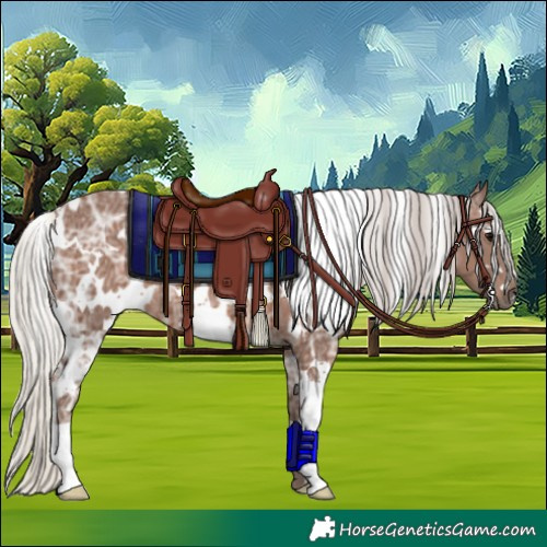 Horse Color:White Spotted Silver Black Ice
