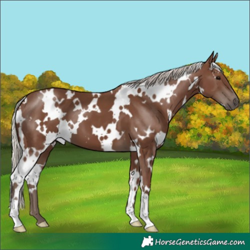 Horse Color:White Spotted Silver Black 