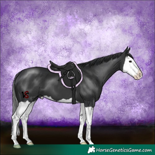 Horse Color:Black Splash 