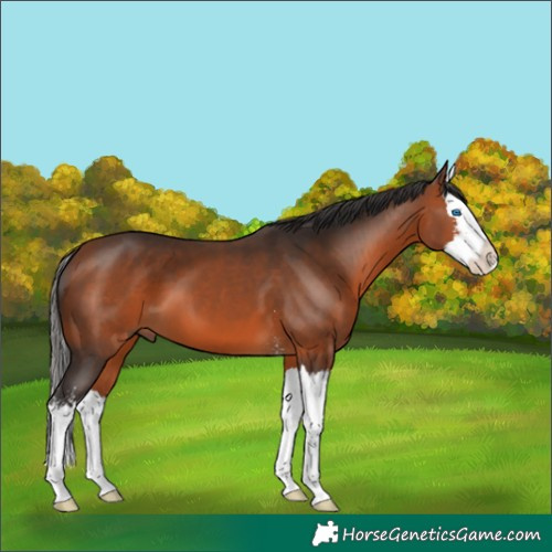 Horse Color:Bay Sabino Splash 
