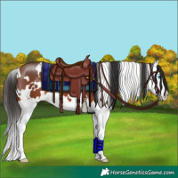 Horse Color:White Spotted Bay Splash