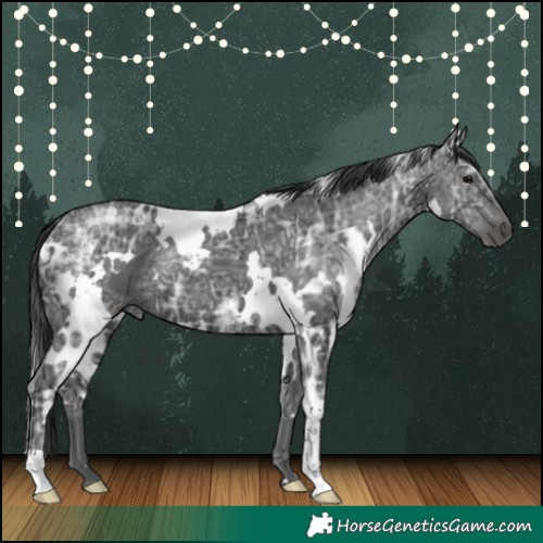 Horse Color:White Spotted Black Ice 