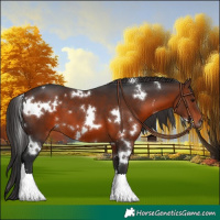 Horse Color:White Spotted Brown 