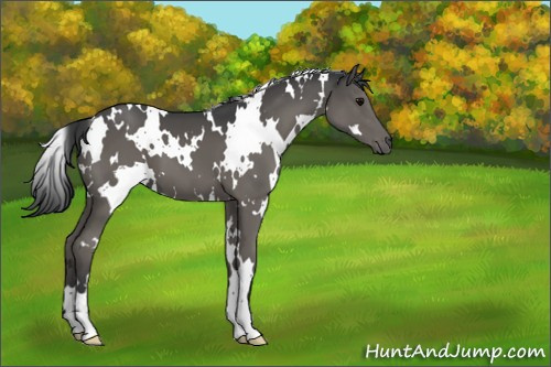 Horse Color:White Spotted Black 