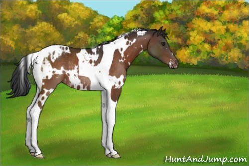 Horse Color:White Spotted Brown Tobiano Appaloosa Rabicano 