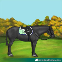 Horse Color:Black 