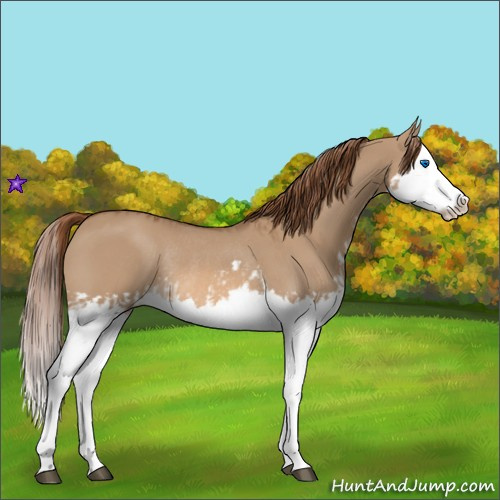 Horse Color:Red Dun Splash and Red Dun Splash Rabicano