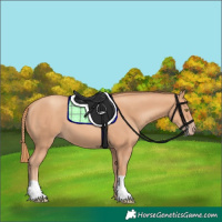Horse Color:Gold Champagne